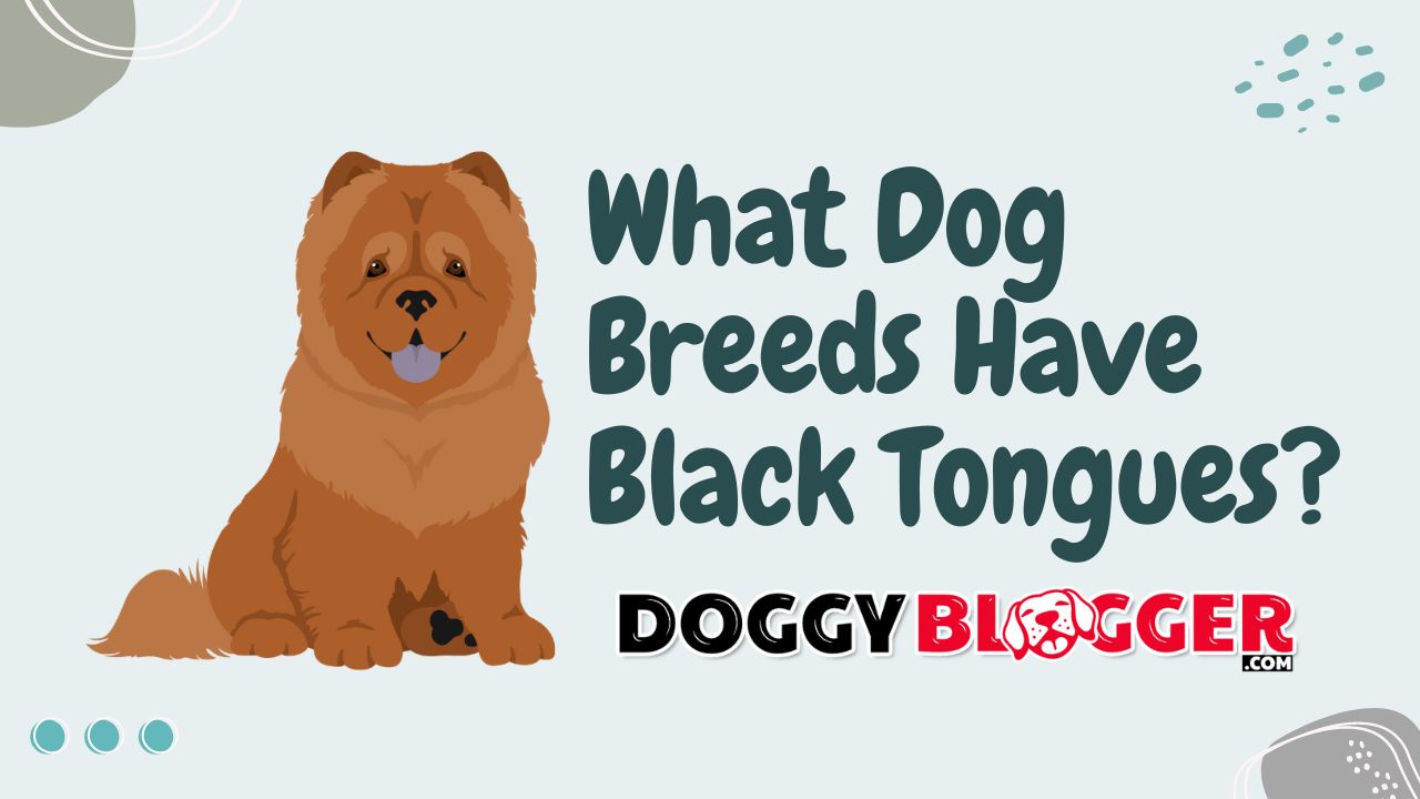 What Dog Breeds Have Black Tongues?