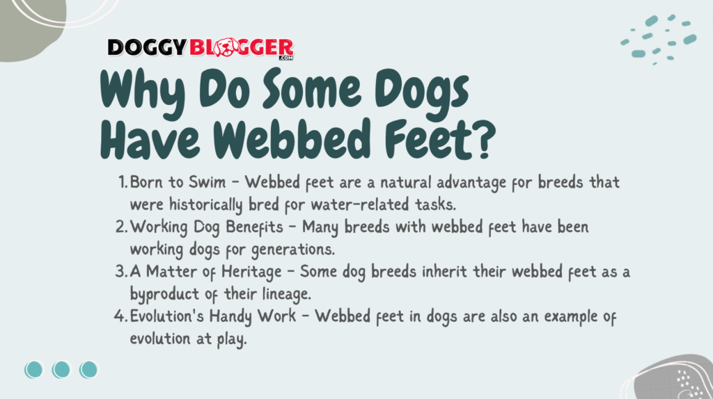 why do some dogs have webbed feet? Reasons