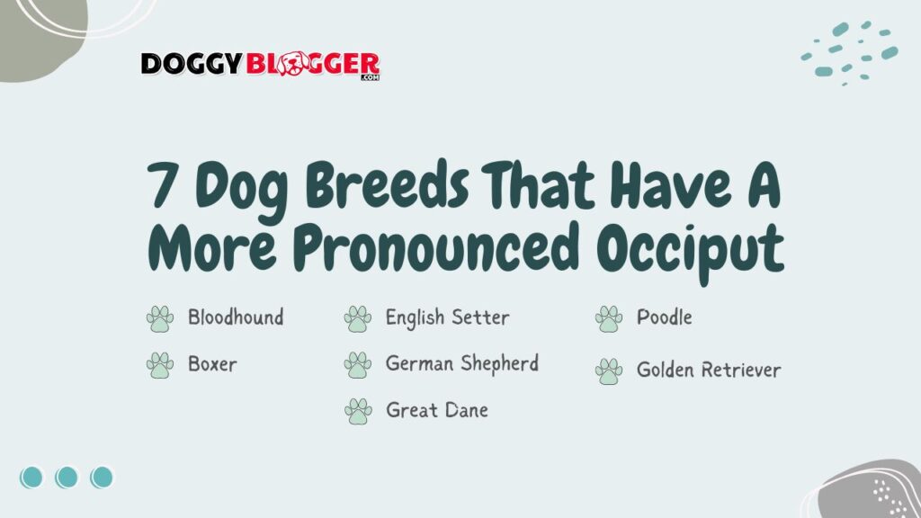 The 7 Dog Breeds That Have A More Pronounced Occiput