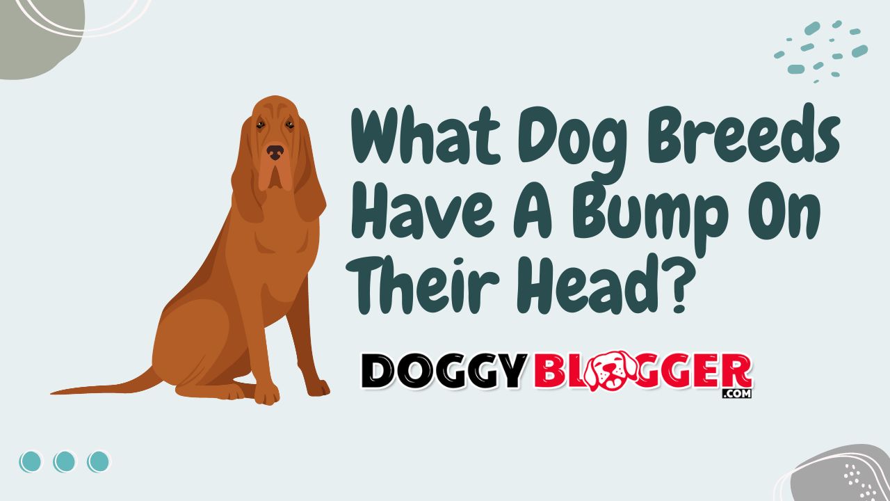 What Dog Breeds Have A Bump On Their Head? (Occiput)