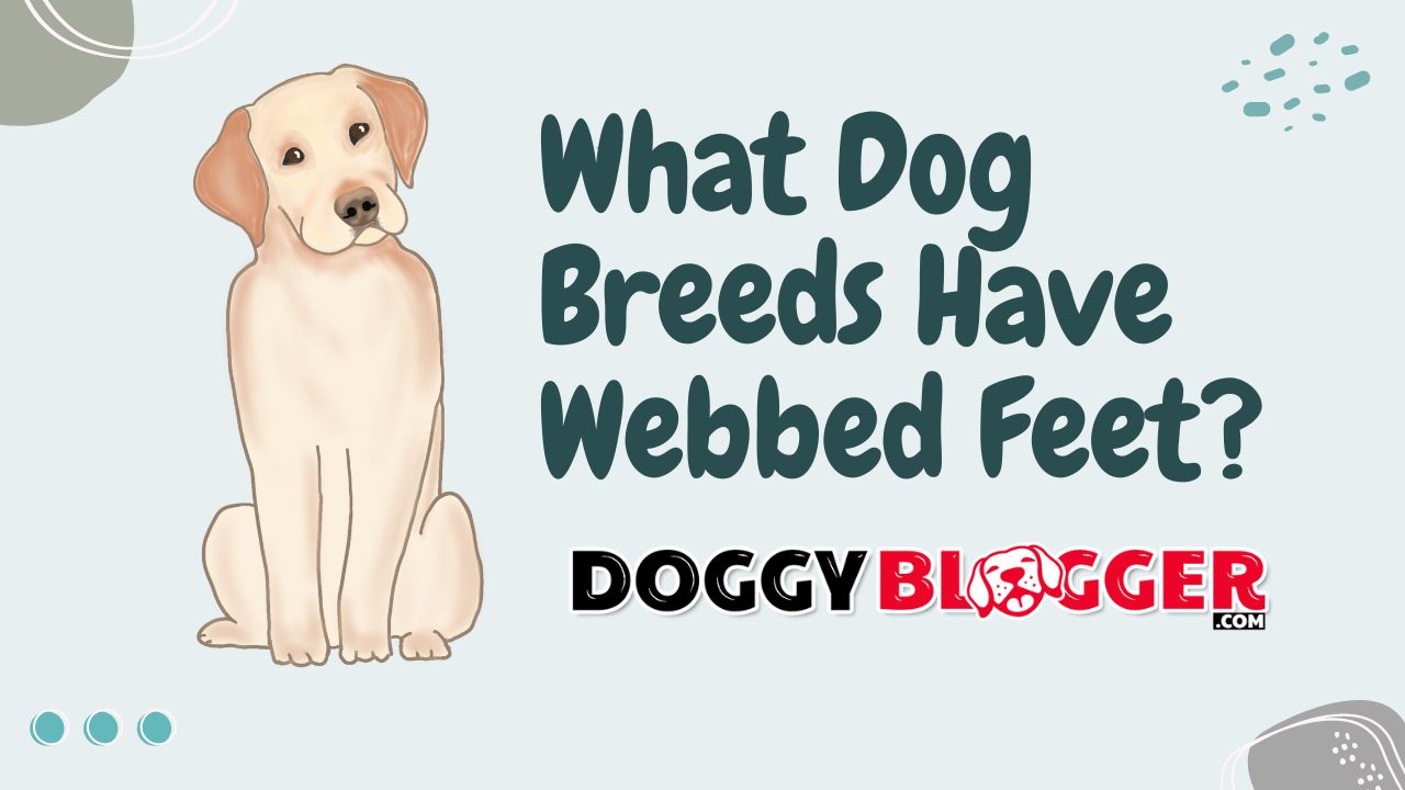 What Dog Breeds Have Webbed Feet?