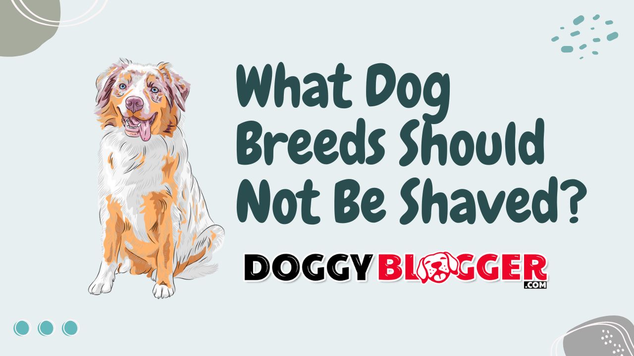 What Dog Breeds Should Not Be Shaved?