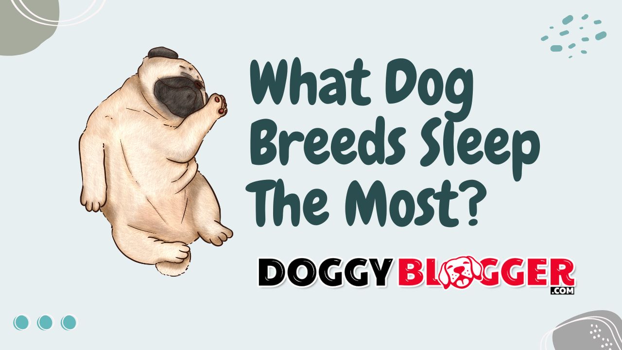 What Dog Breeds Sleep The Most?